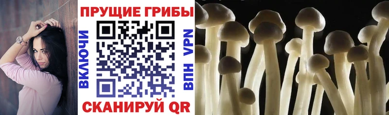 Псилоцибиновые грибы GOLDEN TEACHER  Купить  Краснослободск 