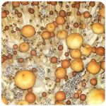 Псилоцибиновые (галлюциногенные)  грибы Psilocybin "Golden Teacher" в Краснослободске