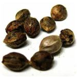 Семена марихуаны АК-47  (Seeds AK-47) в Краснослободске